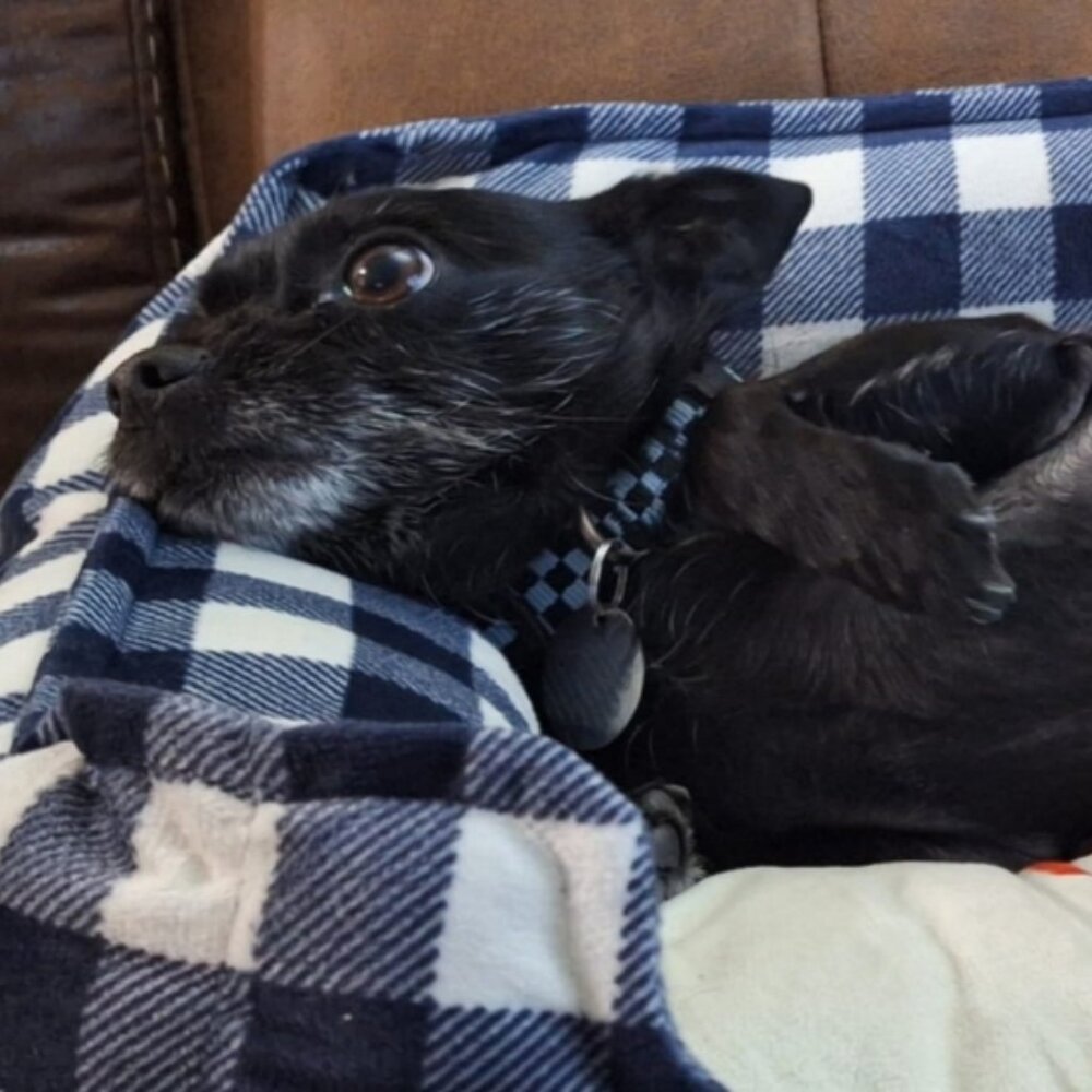 Meet your Posher, Roberto